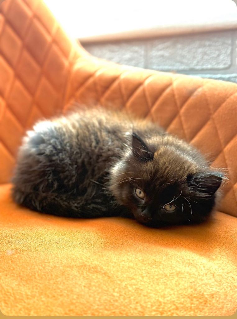 3 months old kitten Ready to leave very playful health and active 