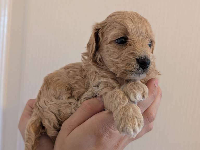 LAST F1 Apricot & Cream Maltipoo Puppies