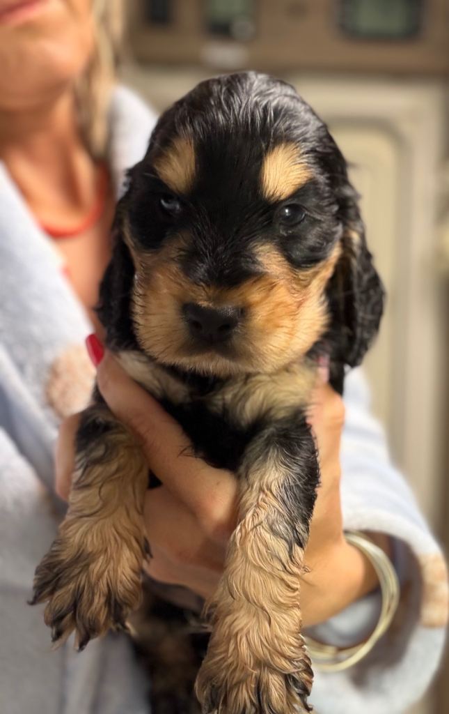Showtype cocker spaniel puppies