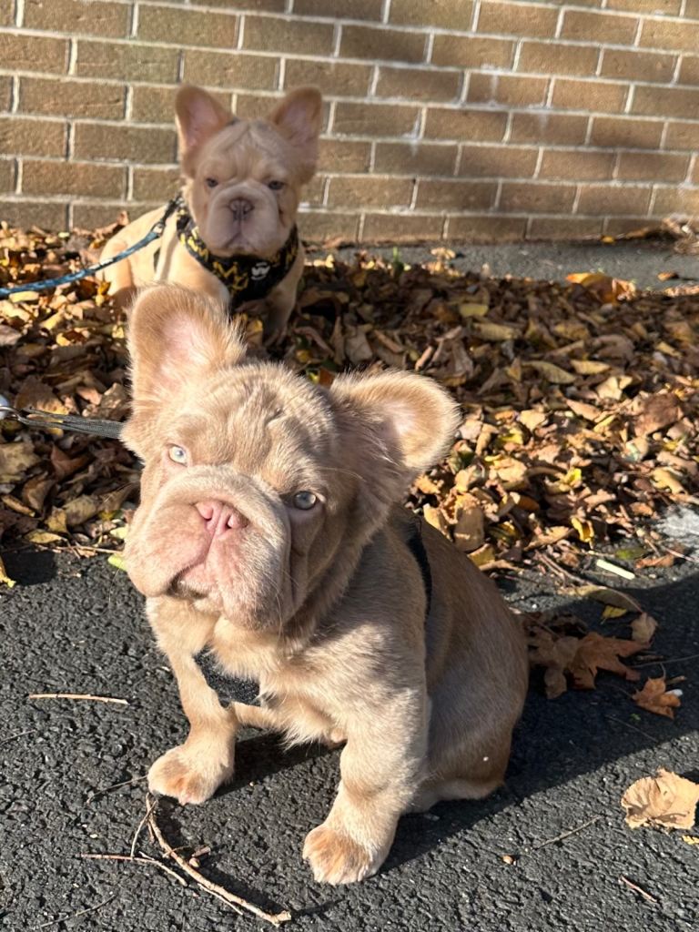 1 fluffy french bulldog puppy 