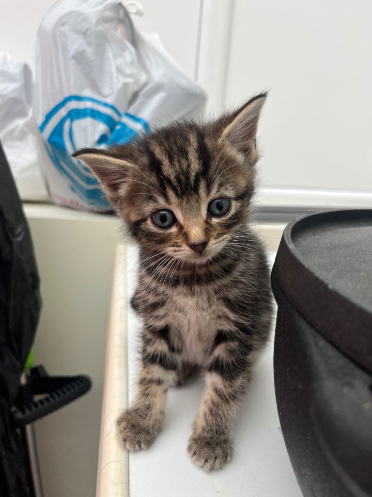 Two kittens for sale 