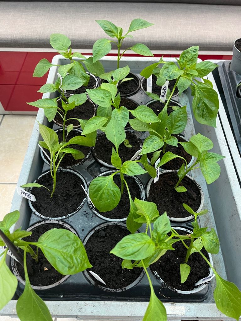 Pepper and Tomato Plants - Ready for Planting