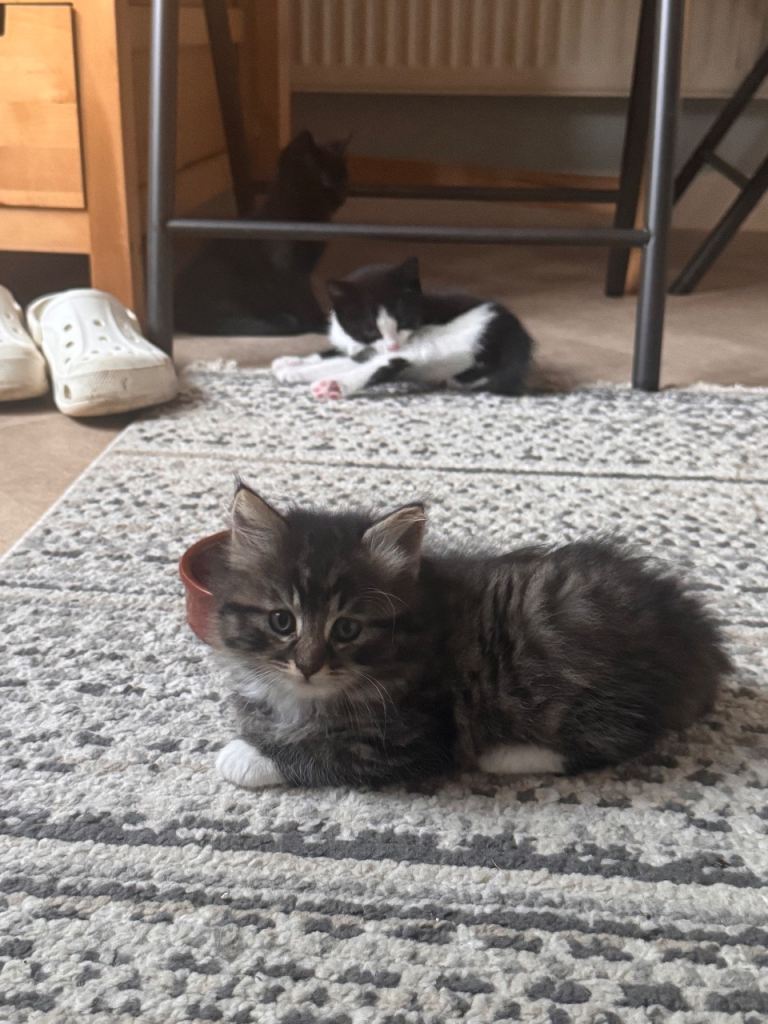3 kittens 