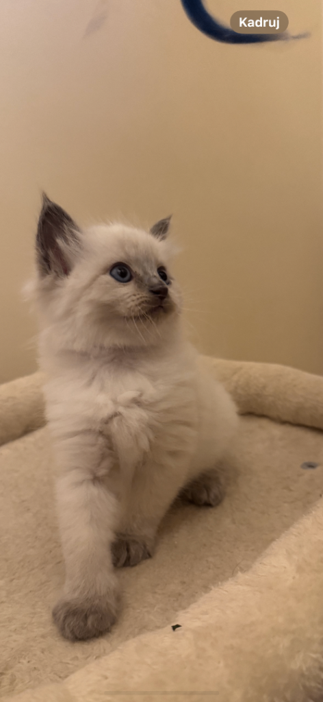 Beautiful Ragdoll Kittens 