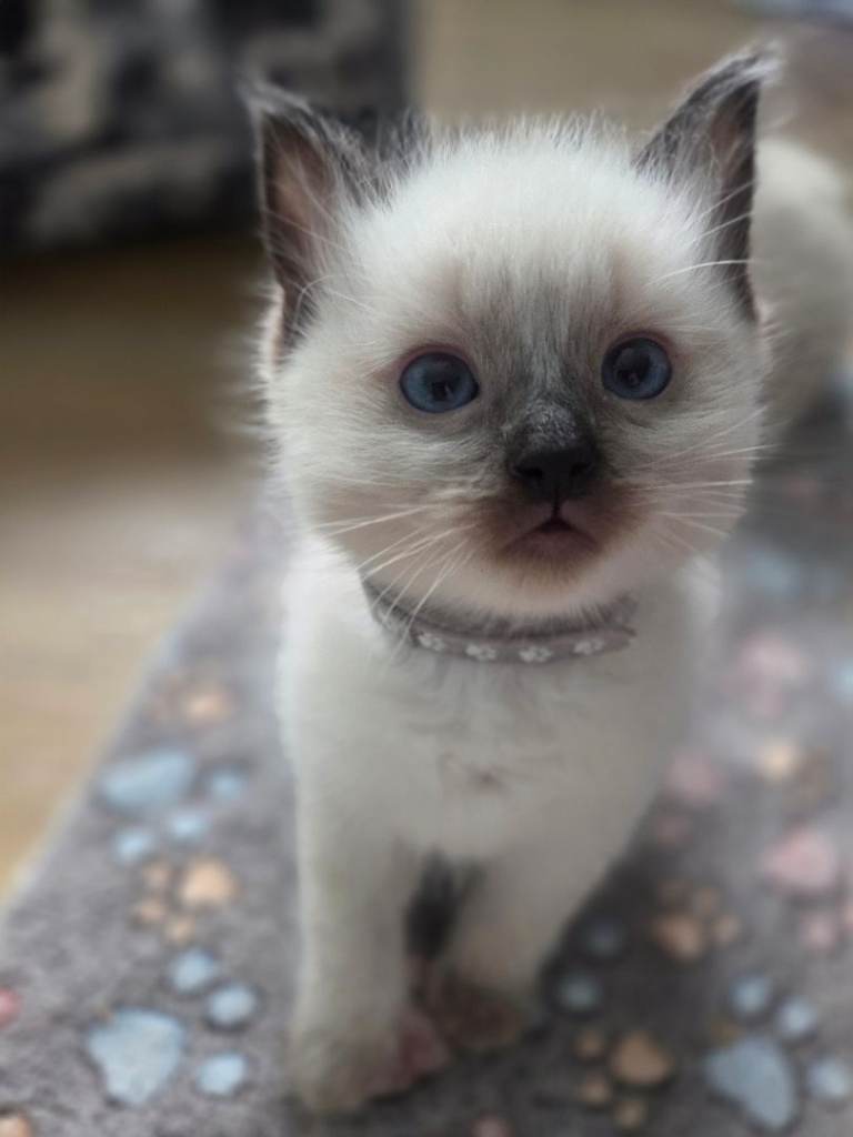 Ragdoll boy last of 4 boy's in litter 