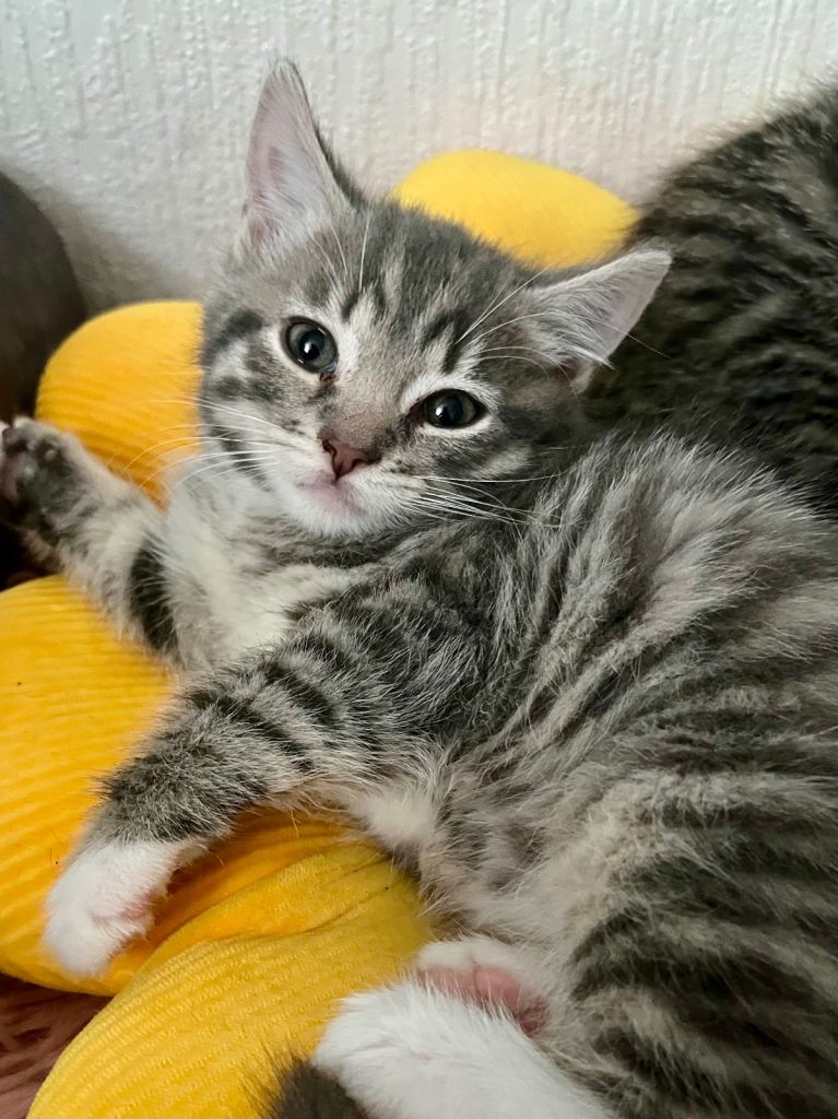 Siberian cross kittens 