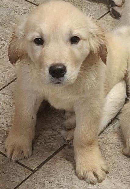 Golden Retriever Puppies