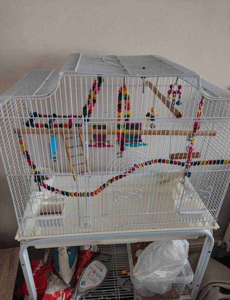 Bird cage and 2 budgies 