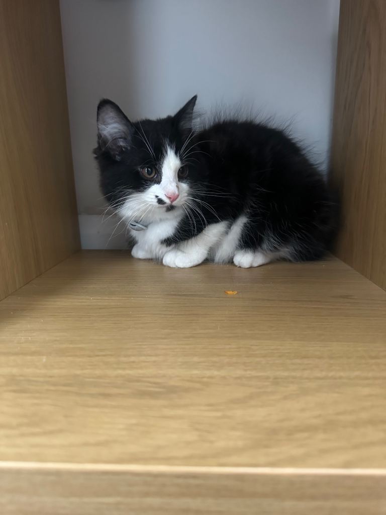 12 week old kitten.