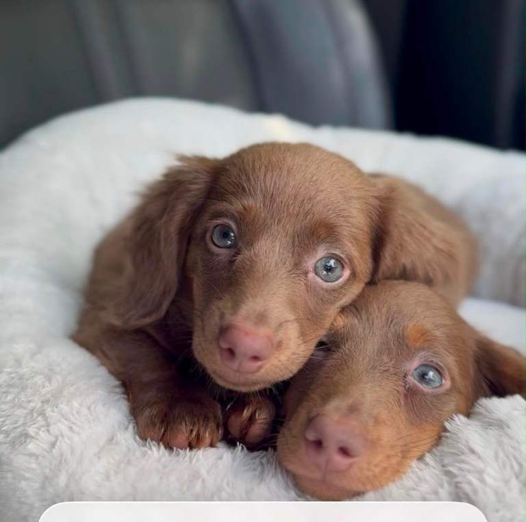 Long haired dachshund
