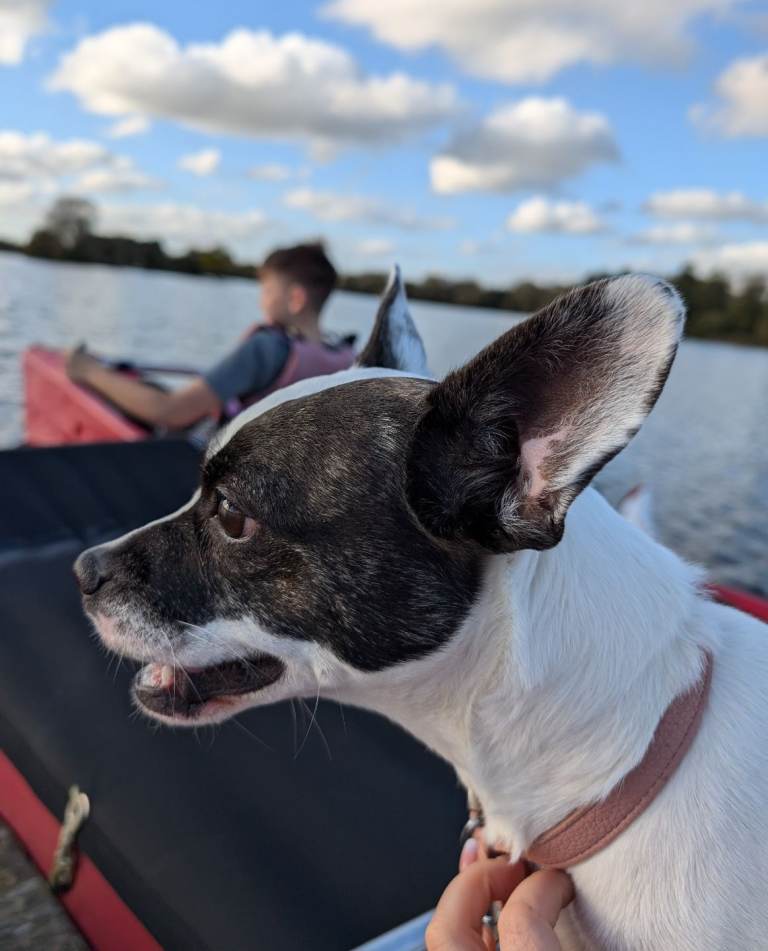 Medium-Sized Mixed Breed Female Dog 4 years old 