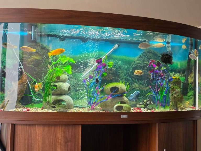 Large Bow Front Fish Tank with Cabinet – Great Condition
