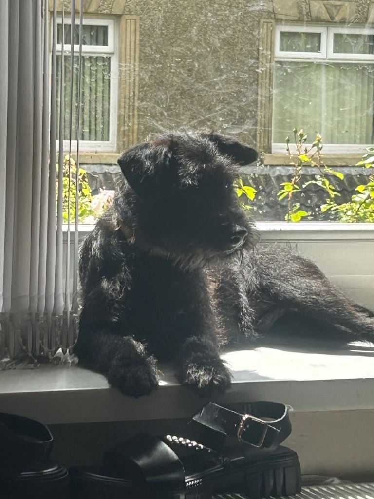 Dog for sale