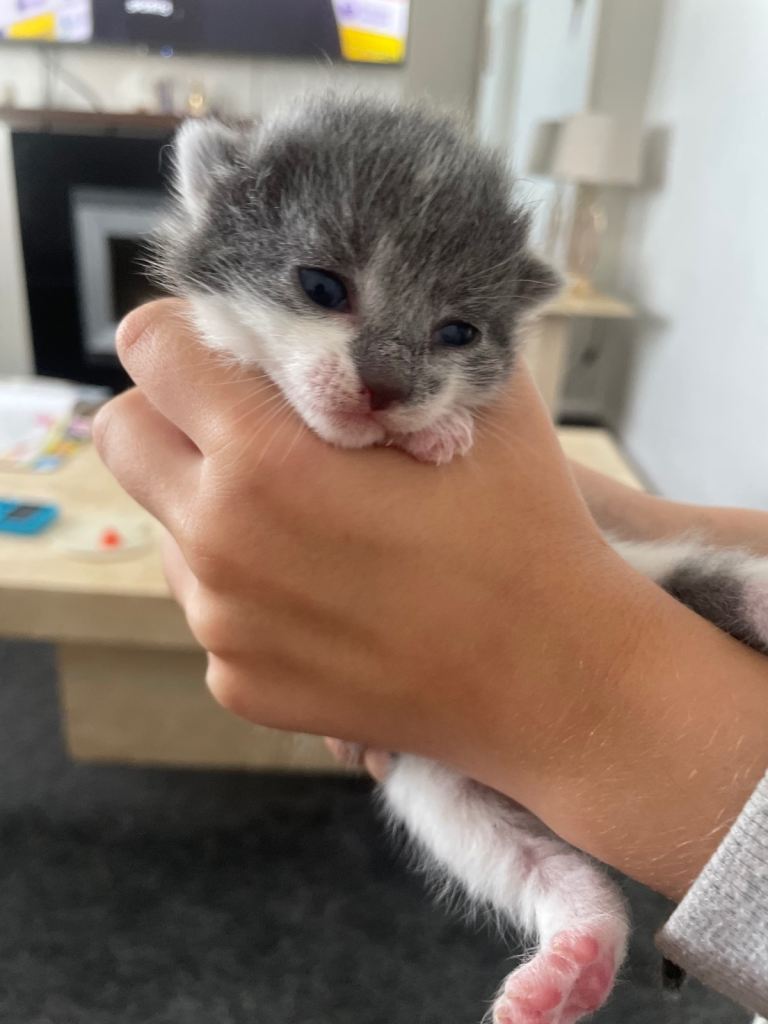 Tuxedo & part Siamese kittens 