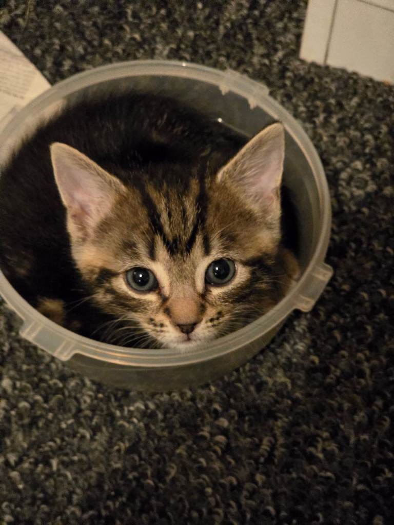 Adorable kittens looking for their home | in Ilford, London | Gumtree