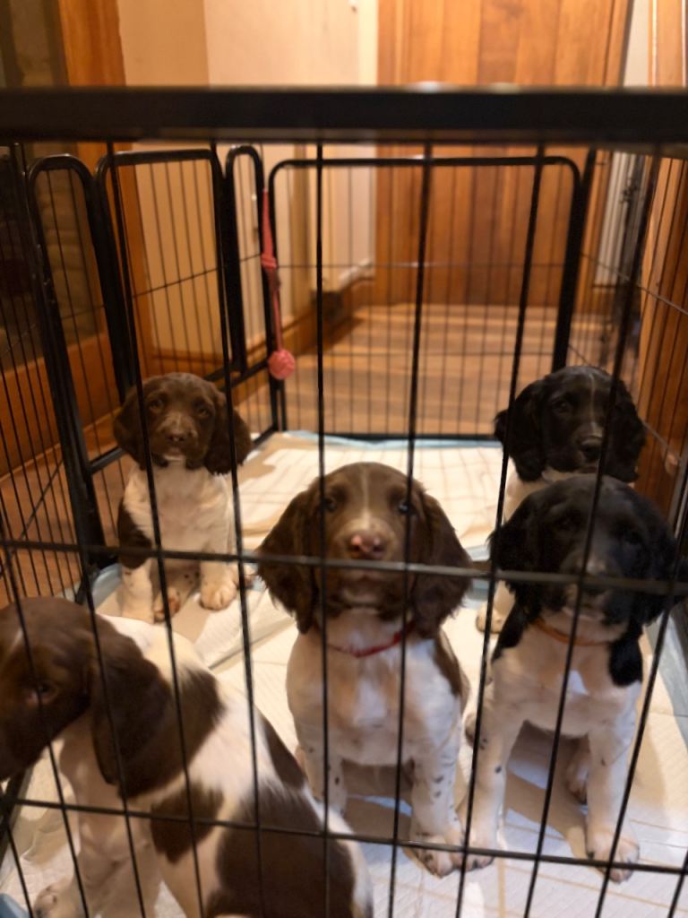 English Springer Spaniel Puppies for sale