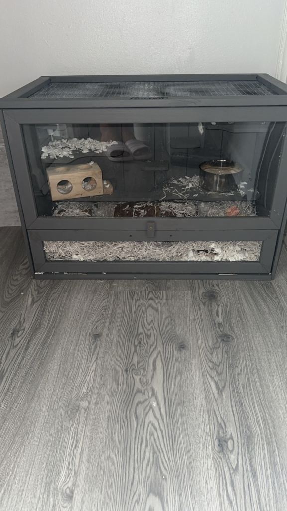 Hamster and brand new cage 