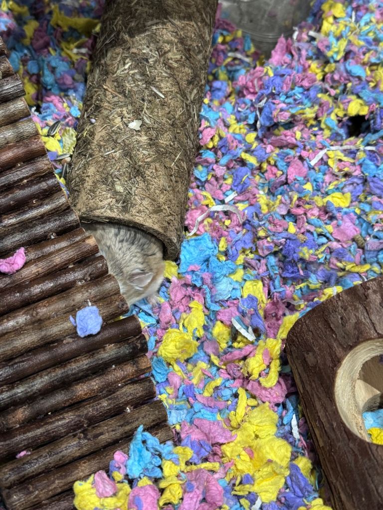 Hamster with full set up and 1 year supply  