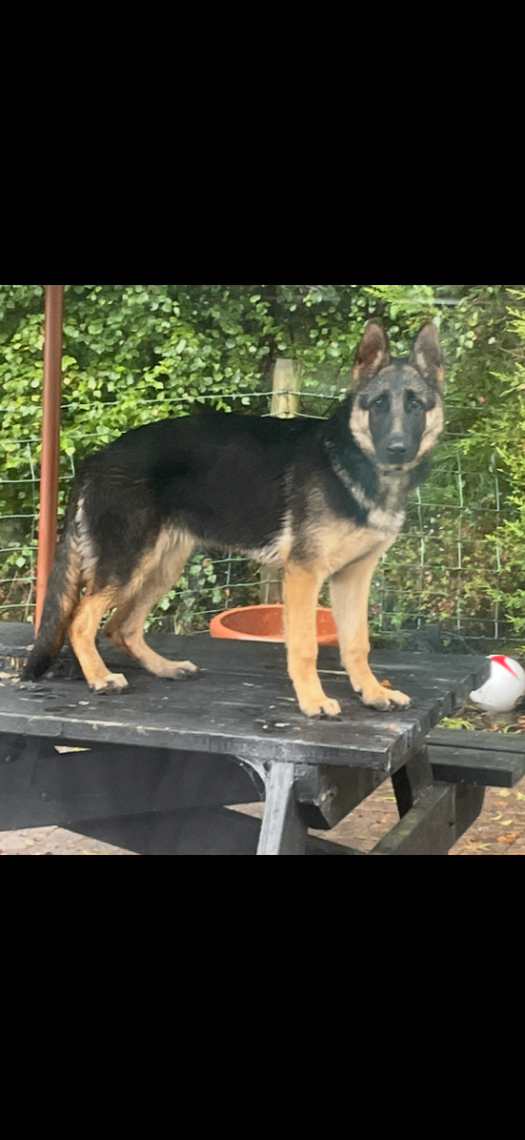 German Sheperd 