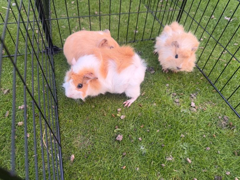     Baby Guinea Pigs Ready for Loving Homes