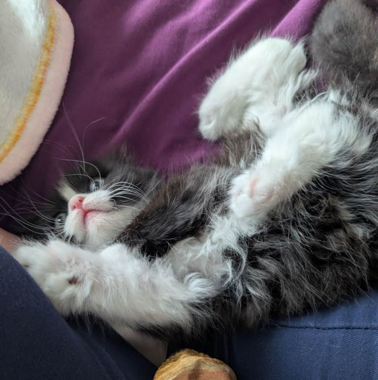 *Reduced price! Siberian X BLH Kittens