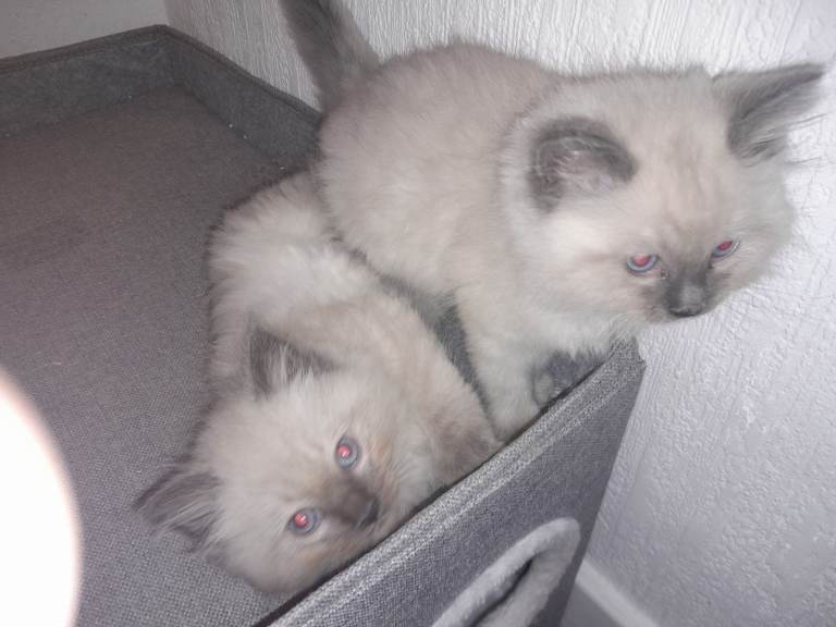  Purebred Ragdoll kittens