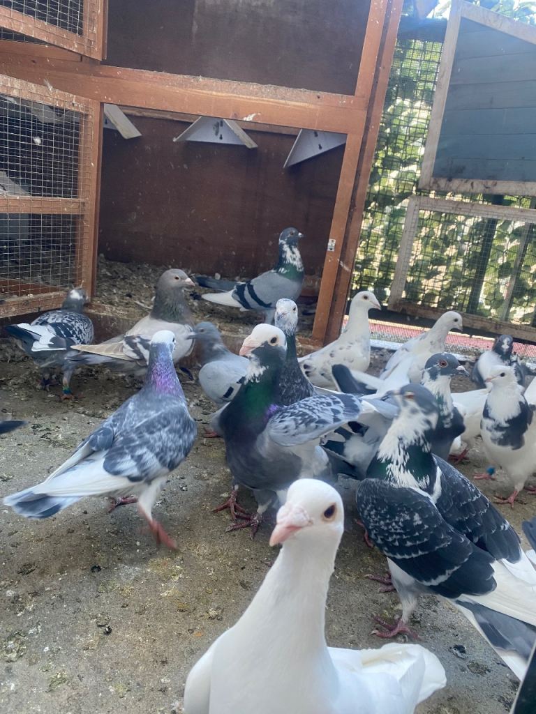Iranian High Flyer Pigeons for Sale