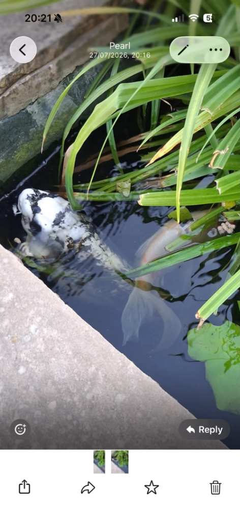 Ghost koi