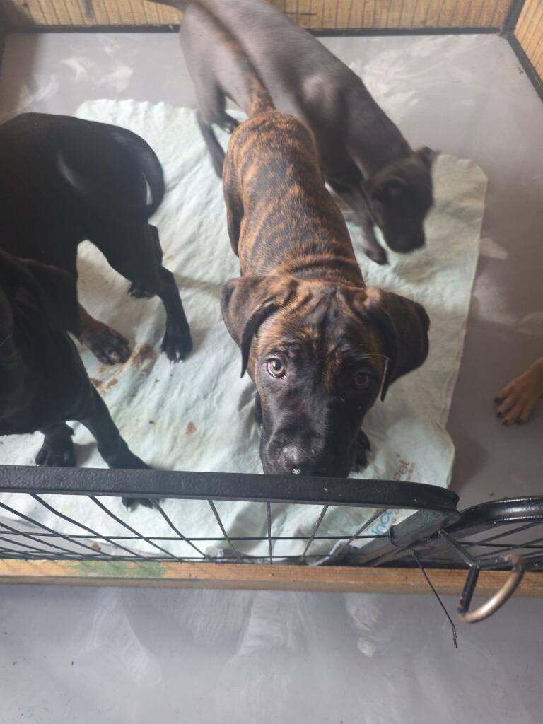 Cane corso