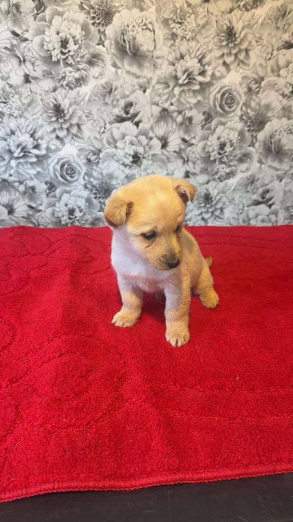 6 cockapoo x puppies