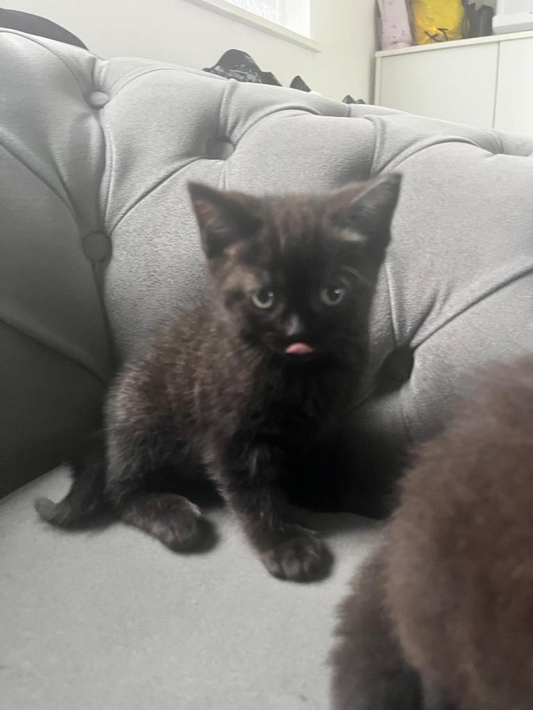 Absolutely stunning half BSH kittens