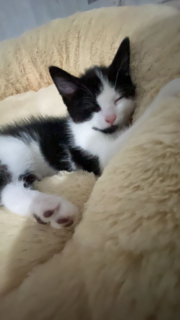 His name is Minio very good cat