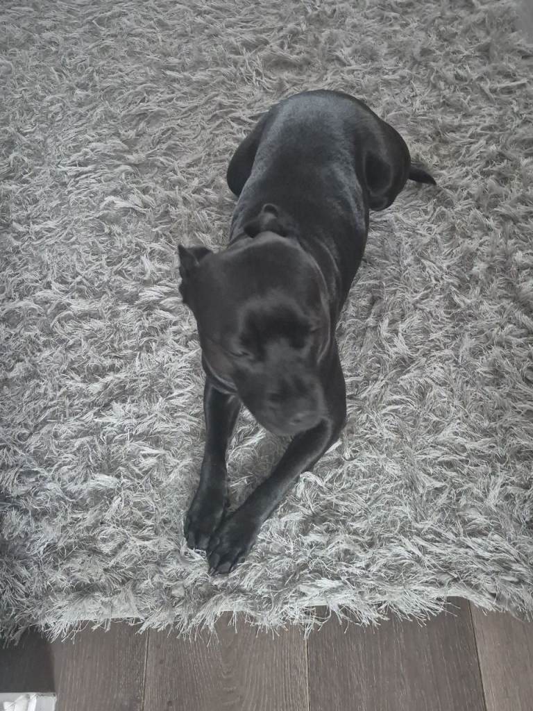 Staffy puppies