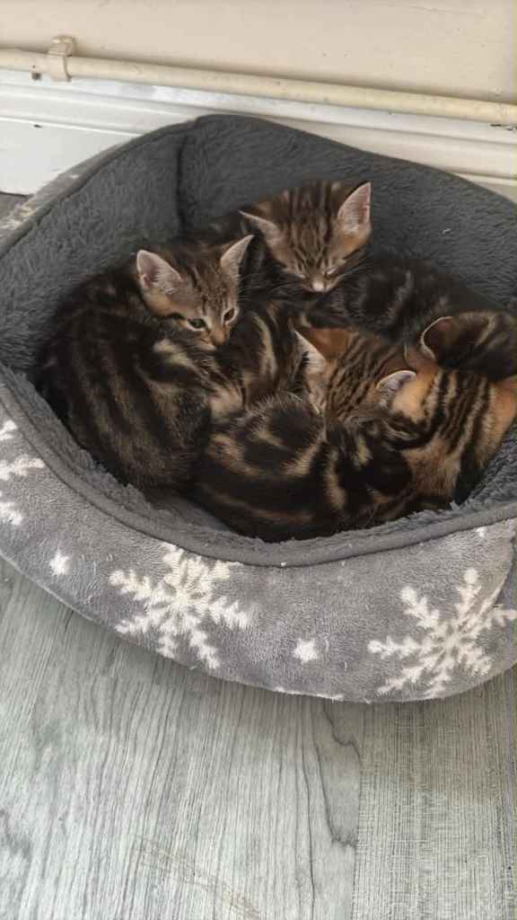Beautiful kittens