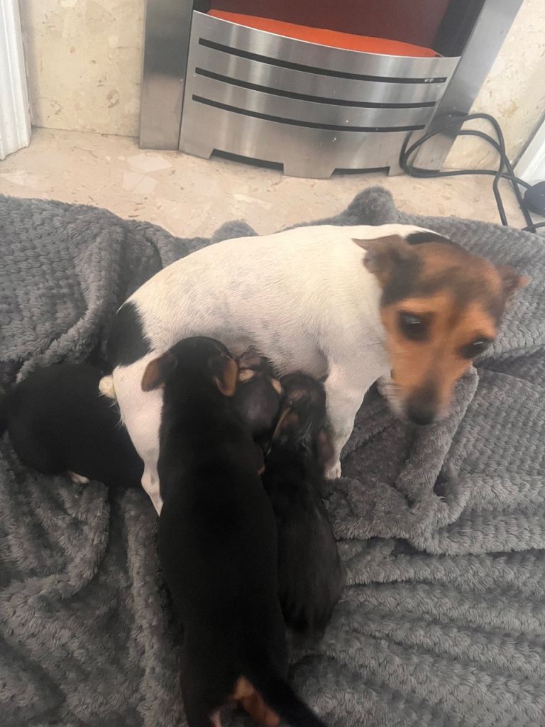 Yorkie X jack Russle 