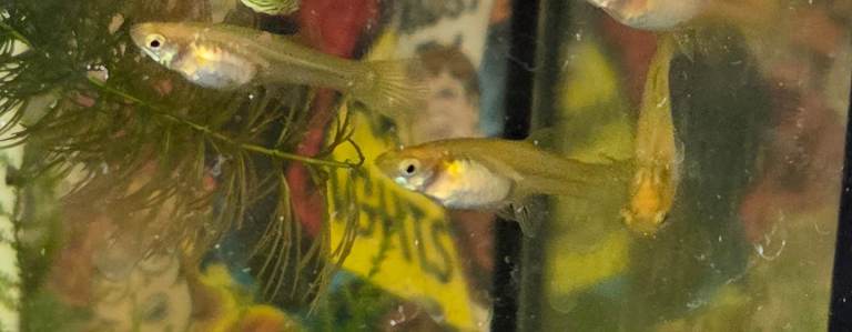 Female guppies 