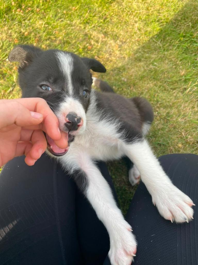 Collie Pups