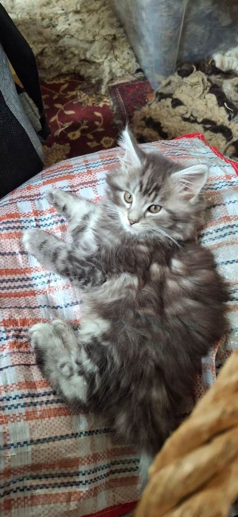 Male maine coon kitten 