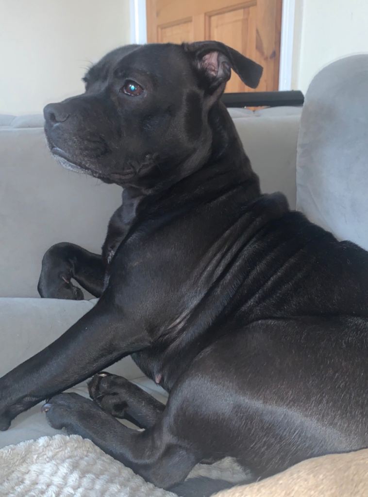 Beautiful black Staffy for rehome 