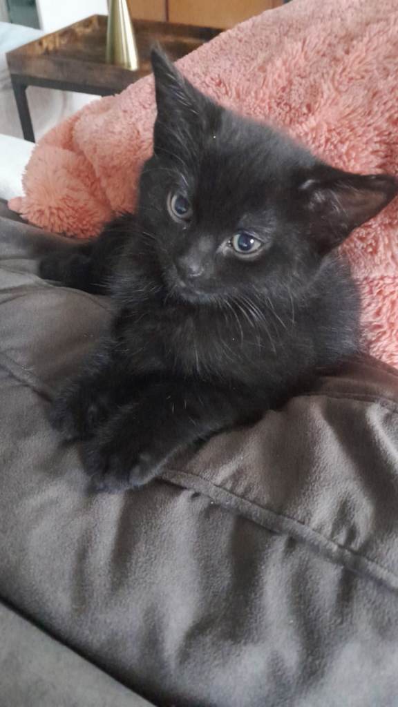 VERY UNIQUE Fully Black 