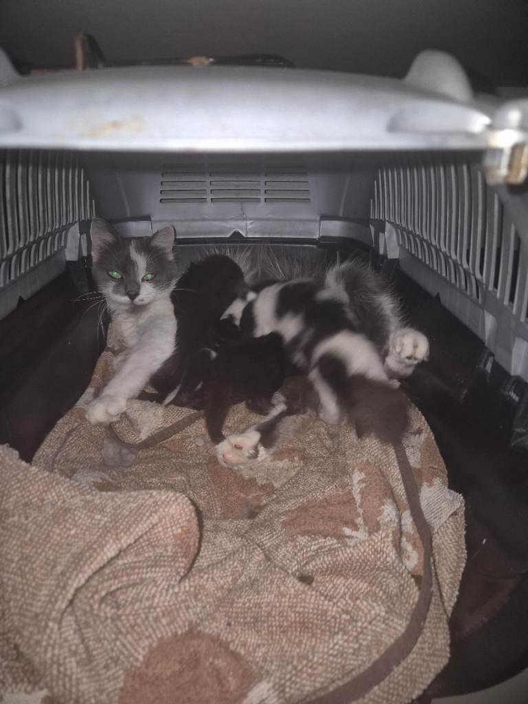 4 Beautiful Kittens