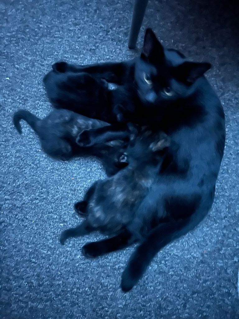 Two boys, two girls kittens for sale