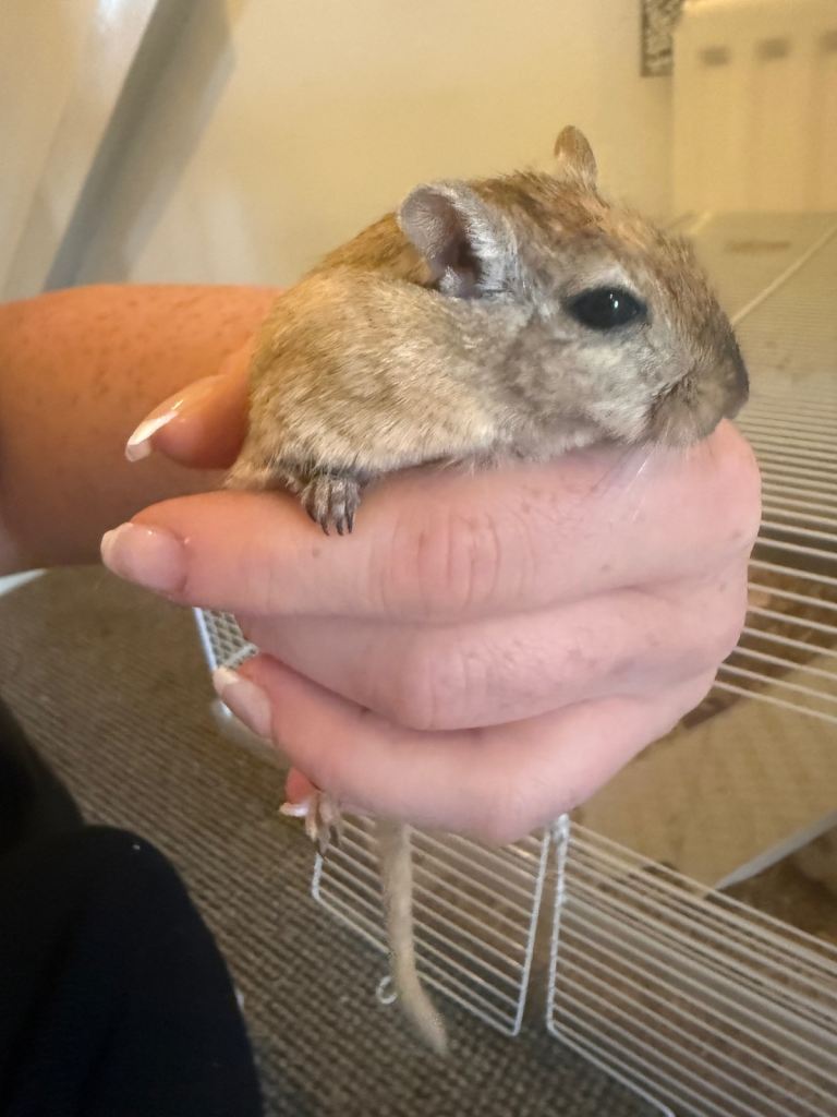 2x Male Gerbils