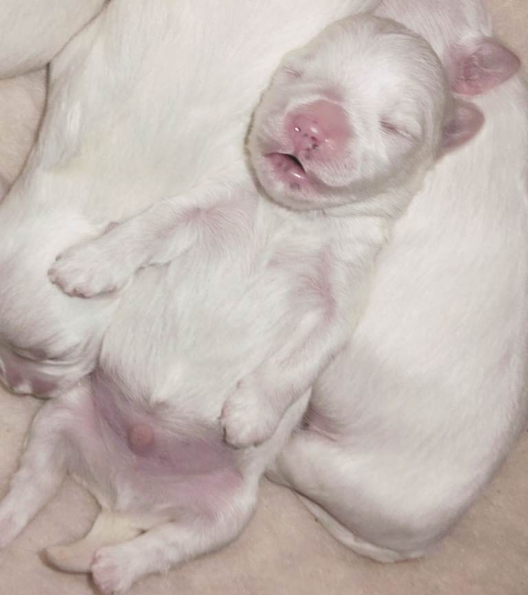 Stunning Maltese Puppies (only one left) 