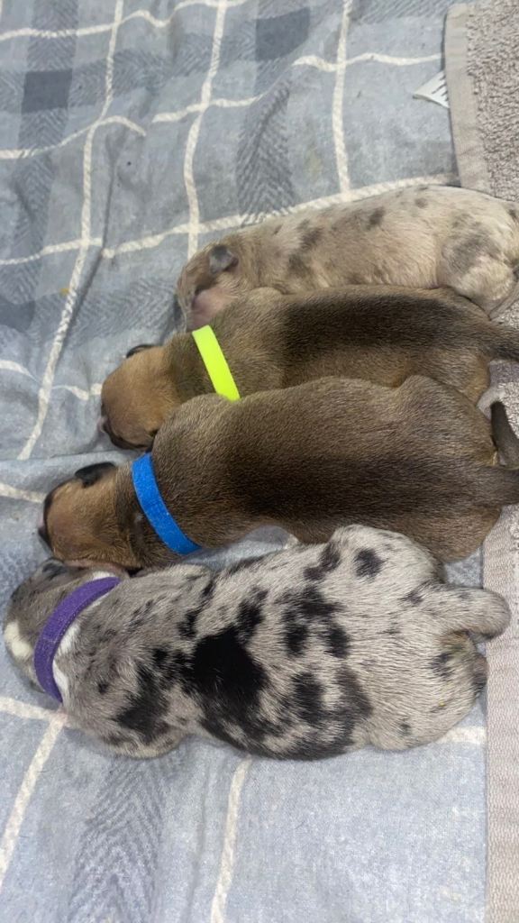 Staffy cross pups available 