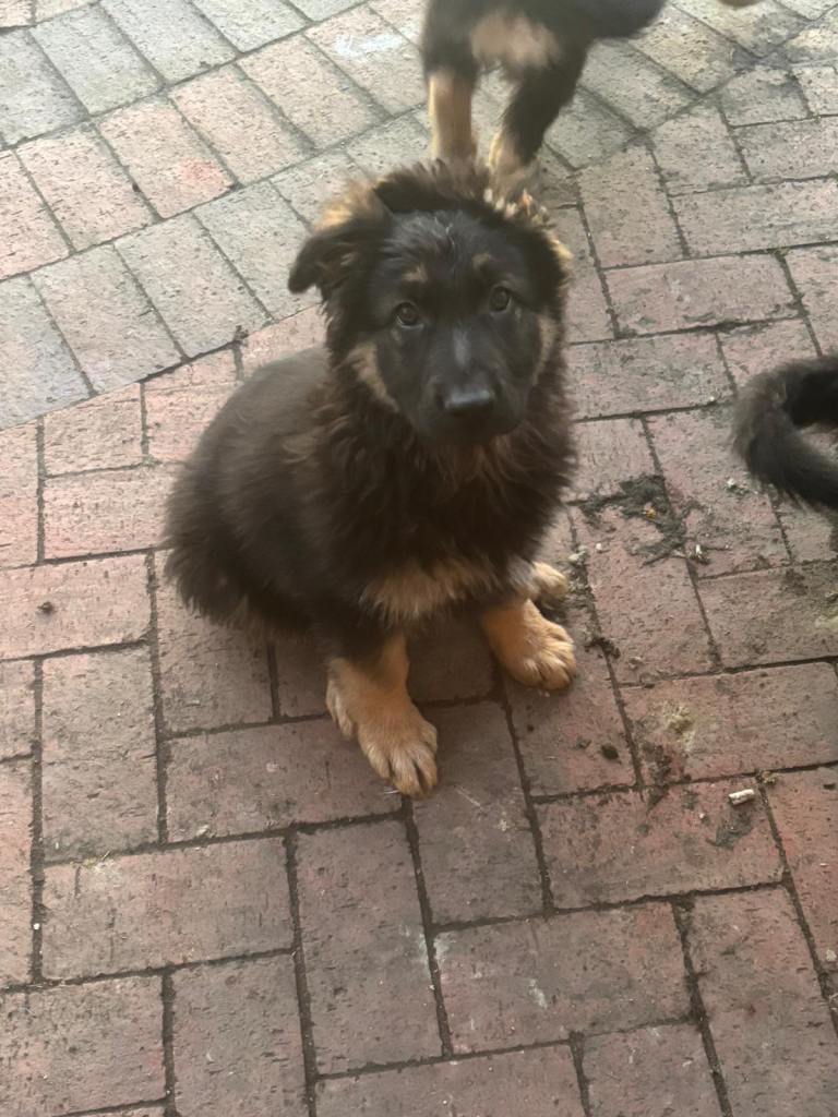 German Shepherd Pups