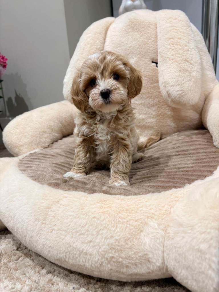 maltipoo puppies