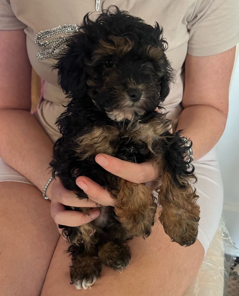 Cavapoo puppies boys available 