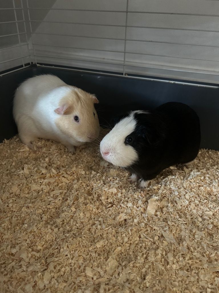 2 boy guniea pigs 