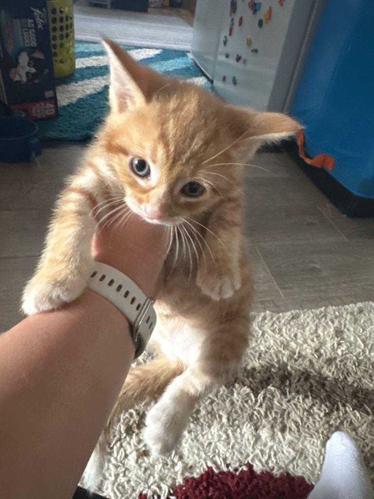 cats 2 ginger boy and 2 tiger girl